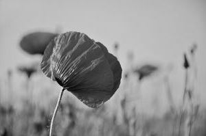 Bärbel Ziesche_Lebensberatung
