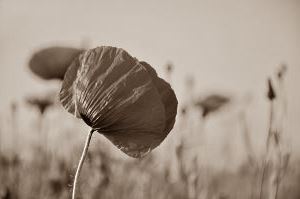 Bärbel Ziesche_Lebensberatung